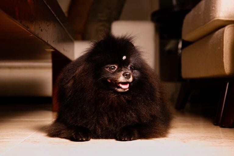 Os Floquinhos Os Floquinhos