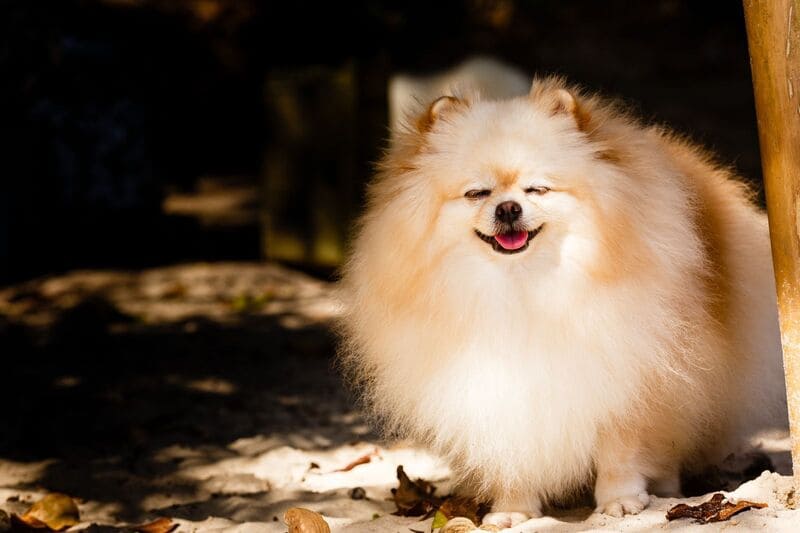 Os Floquinhos Os Floquinhos