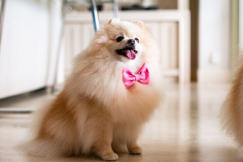 Os Floquinhos Os Floquinhos