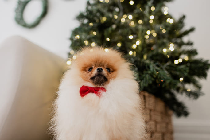 Os Floquinhos Os Floquinhos