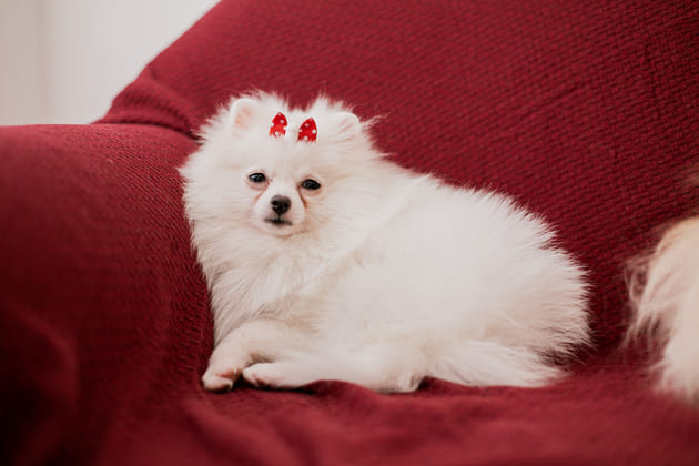 Os Floquinhos Os Floquinhos