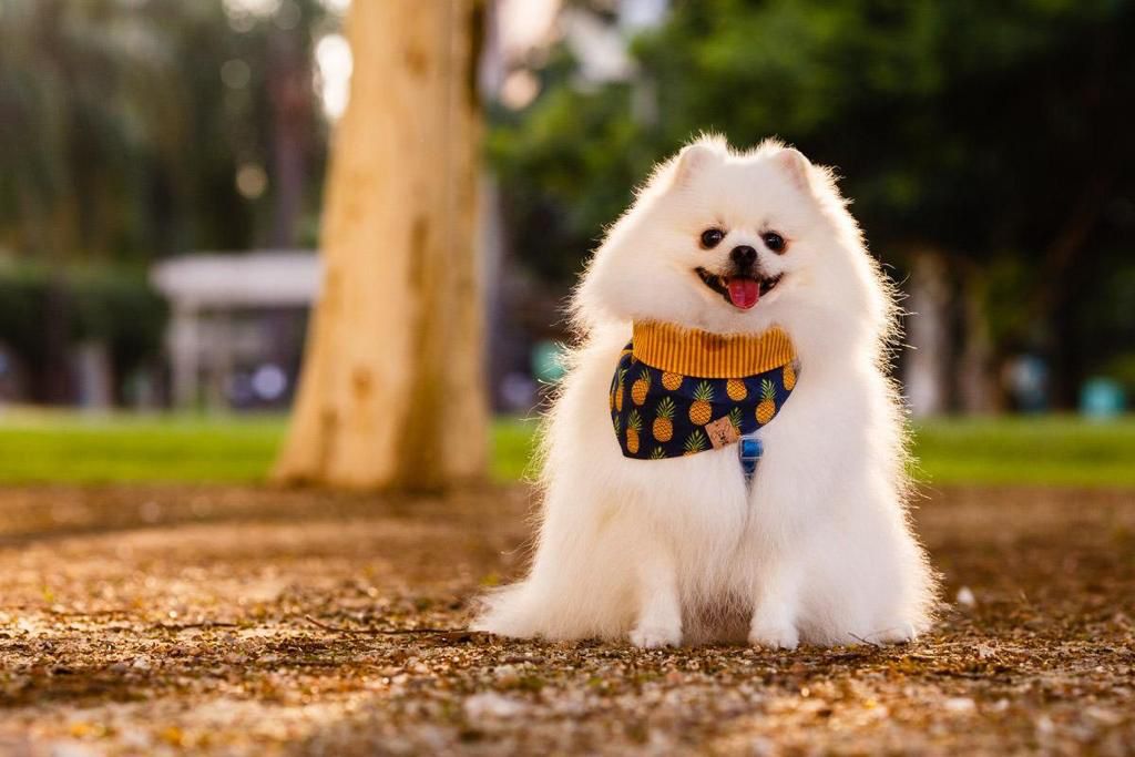 Os Floquinhos Os Floquinhos